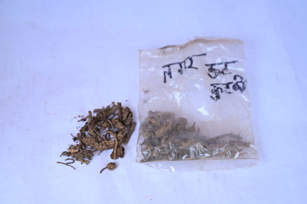 TAGAR KUT / KUTKI (50G)